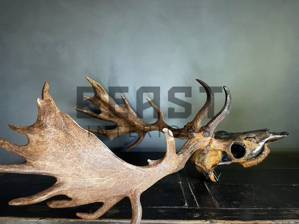 Metallized antlers of a fallow deer