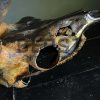 Metallized antlers of a fallow deer