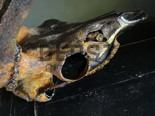 Metallized antlers of a fallow deer