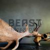 Metallized antlers of a fallow deer