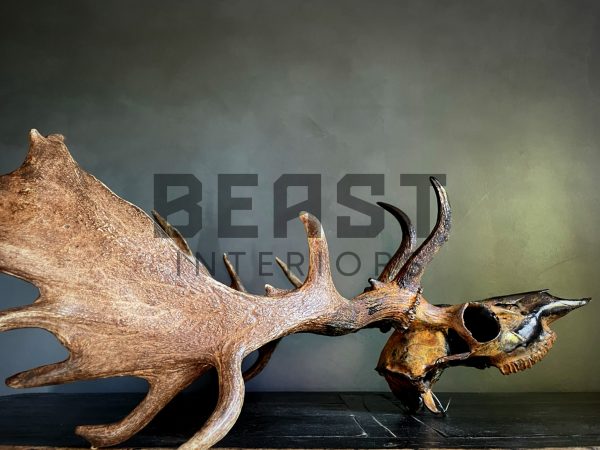 Metallized antlers of a fallow deer