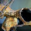 Metallized antlers of a fallow deer