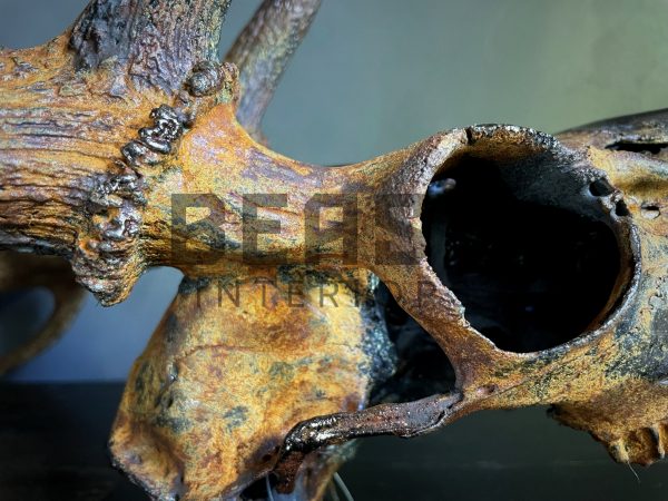 Metallized antlers of a fallow deer