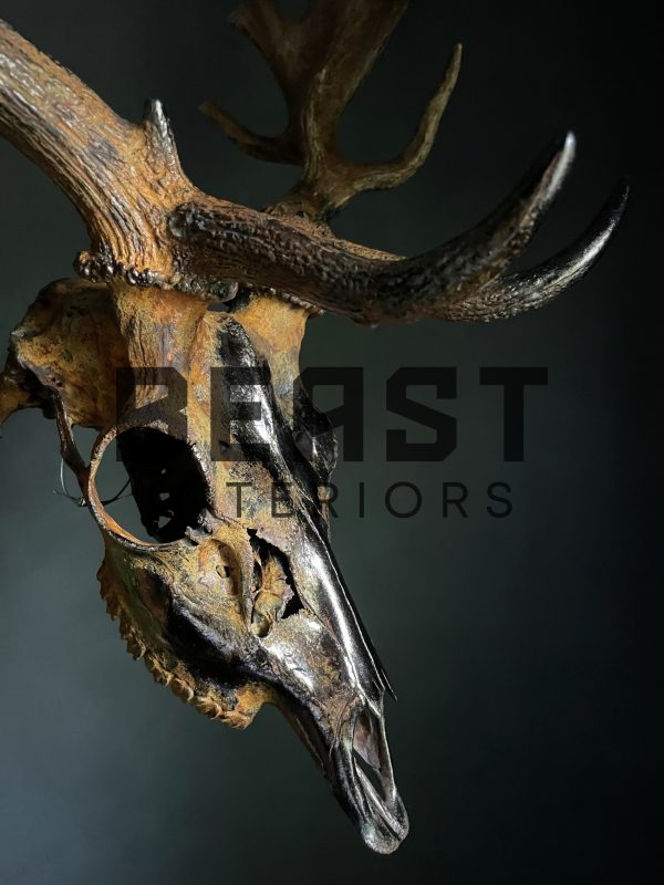 Metallized antlers of a fallow deer
