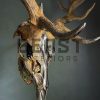 Metallized antlers of a fallow deer