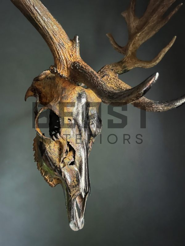 Metallized antlers of a fallow deer