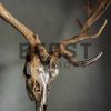 Metallized antlers of a fallow deer