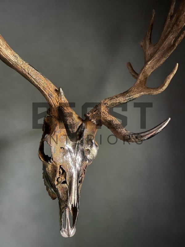 Metallized antlers of a fallow deer