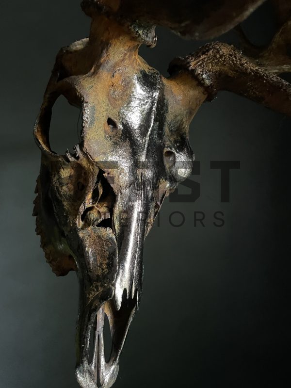 Metallized antlers of a fallow deer