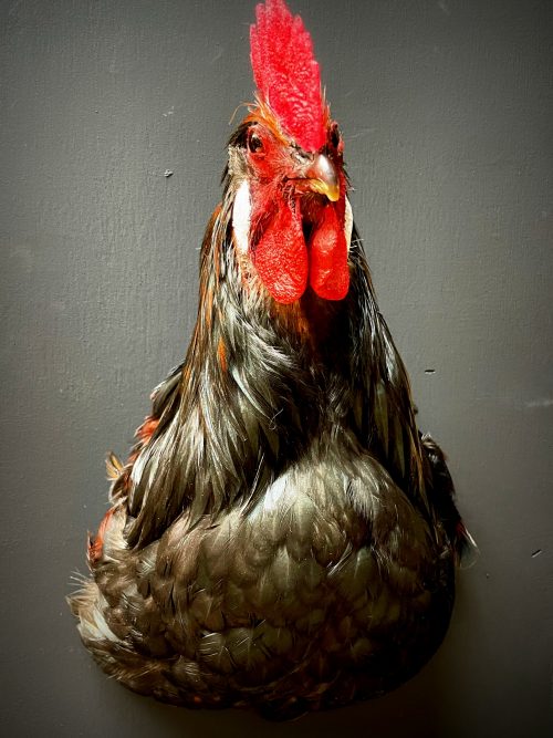 Stuffed head of a rooster