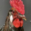 Stuffed head of a rooster