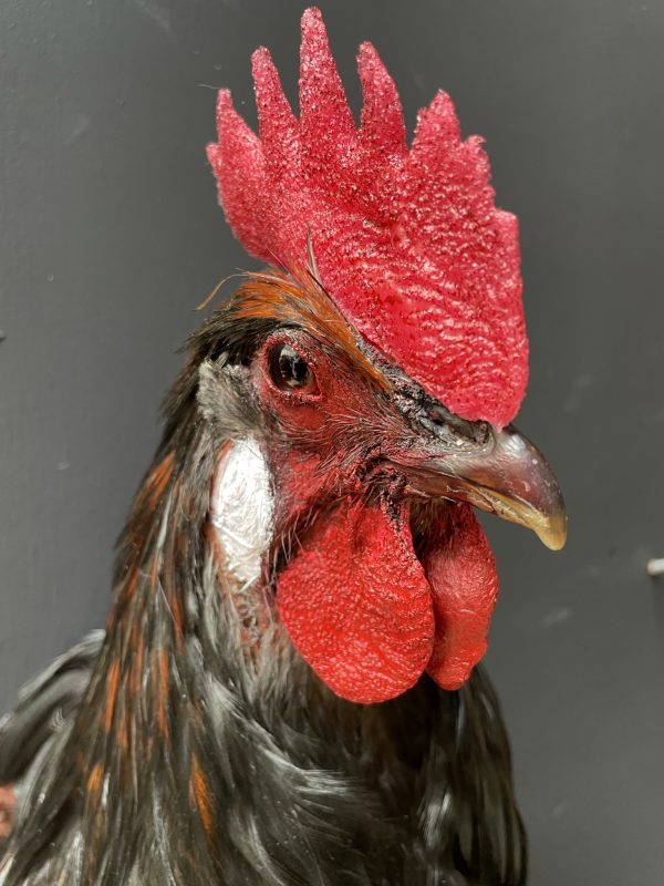 Stuffed head of a rooster BEAST Interiors
