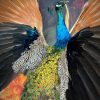 Opgezette blauwe pauw met open vleugels