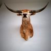 Opgezette longhorn stier