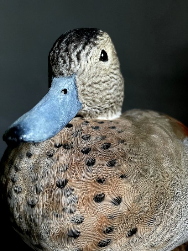 Opgezette roodschouder taling.