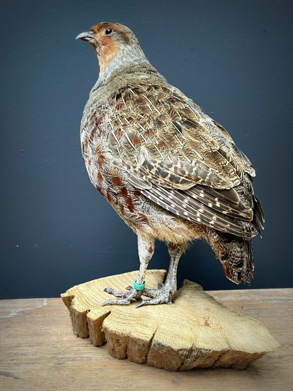 Mooi opgezette patrijs.