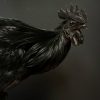 Opgezette haan (Ayam Cemani)