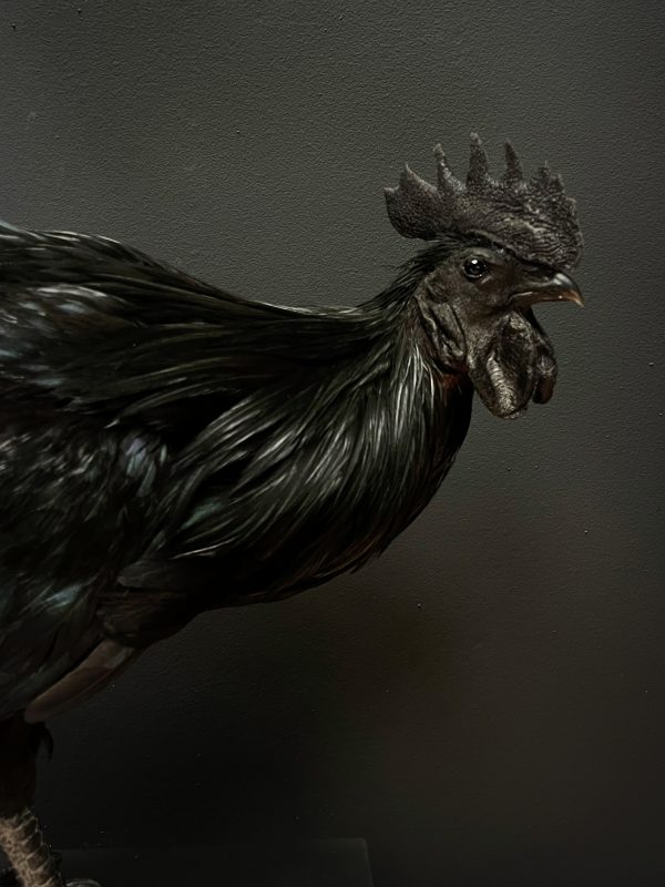 Opgezette haan (Ayam Cemani)