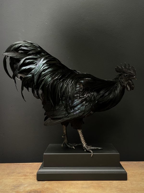 Opgezette haan (Ayam Cemani)