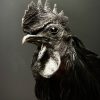 Opgezette haan (Ayam Cemani)