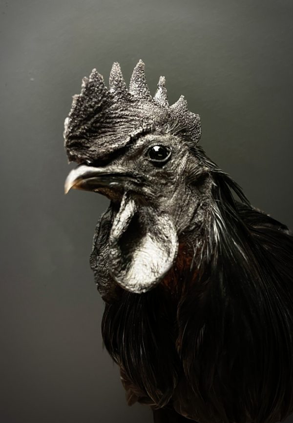 Opgezette haan (Ayam Cemani)