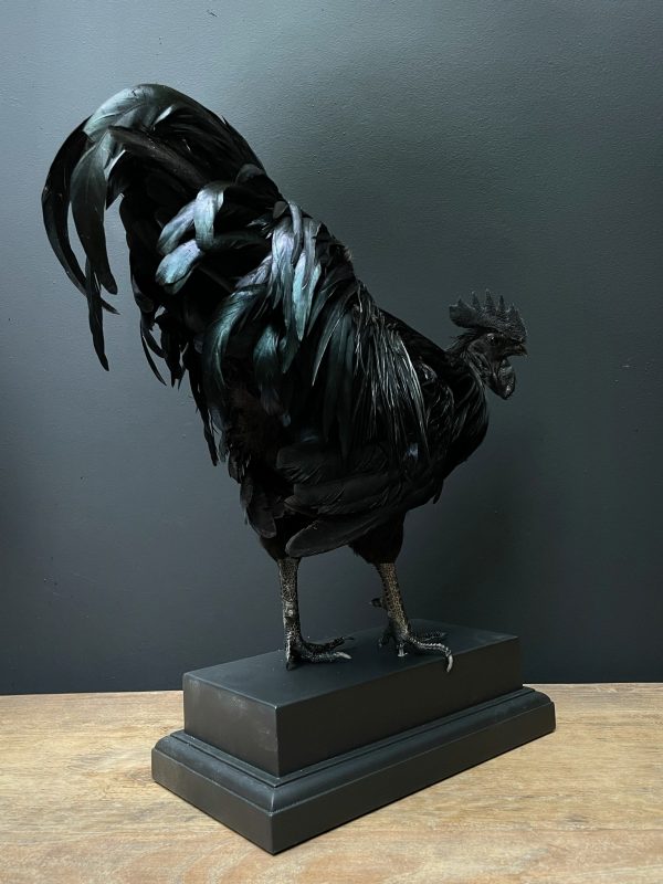 Opgezette haan (Ayam Cemani)