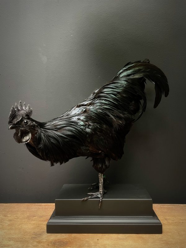 Opgezette haan (Ayam Cemani)