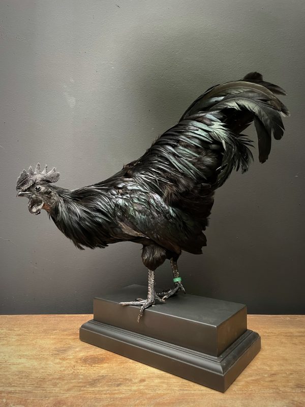 Opgezette haan (Ayam Cemani)