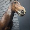 Opgezet paardenhoofd