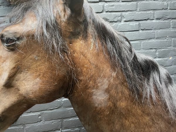 Opgezet paardenhoofd