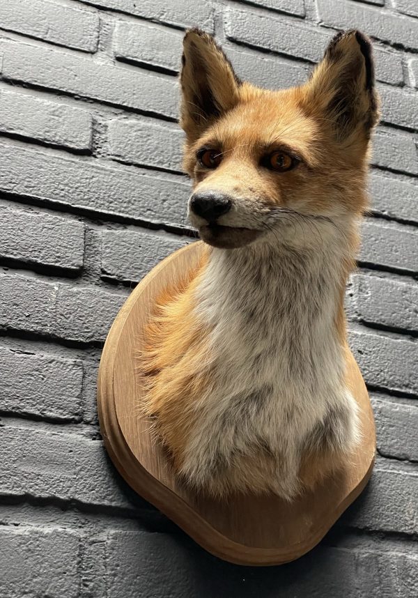 Opgezet kopje van een vos, vossenkop