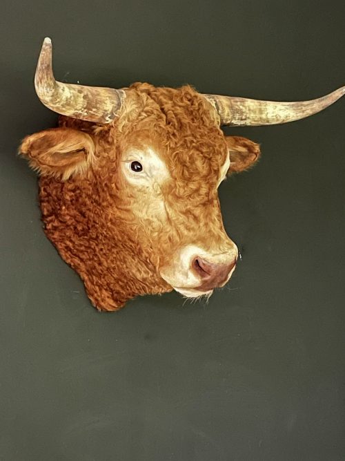 Opgezette kop van een Blonde Limousin stier