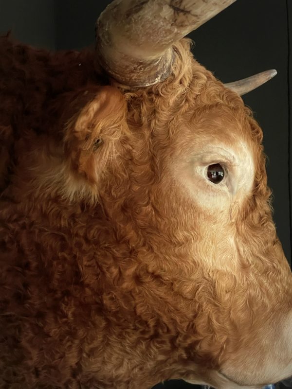 Opgezette kop van een Blonde Limousin stier