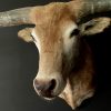 Opgezette kop van een enorme longhorn stier