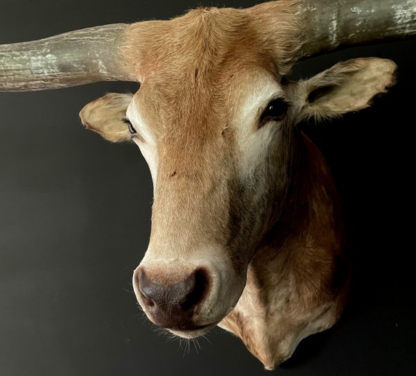 Opgezette kop van een enorme longhorn stier