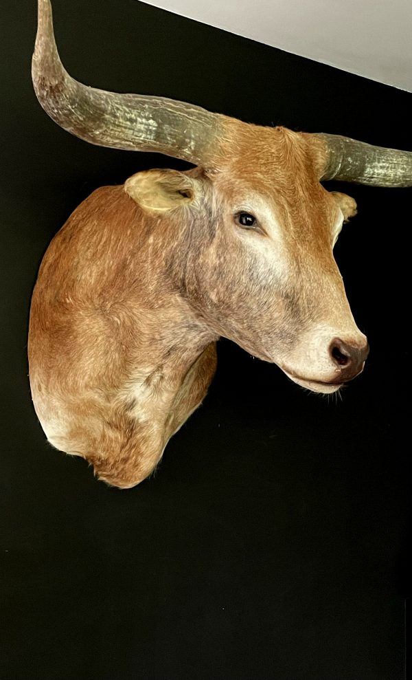 Opgezette kop van een enorme longhorn stier