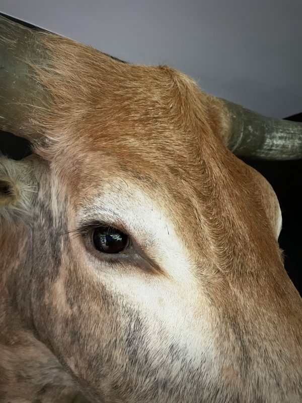 Opgezette kop van een enorme longhorn stier