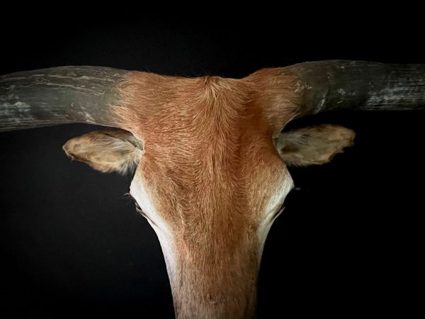 Opgezette kop van een enorme longhorn stier