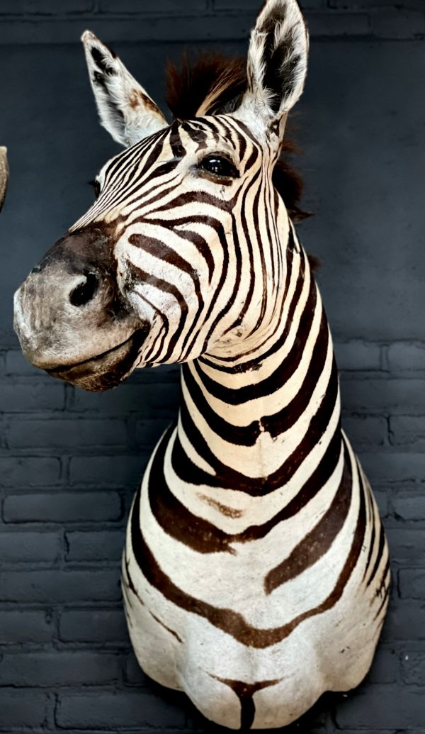 Opgezette zebrakop