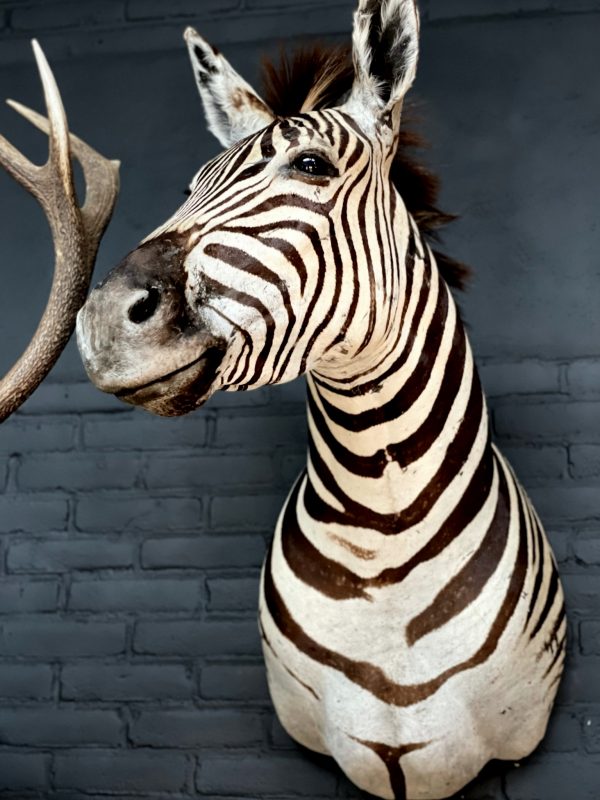 Opgezette zebrakop