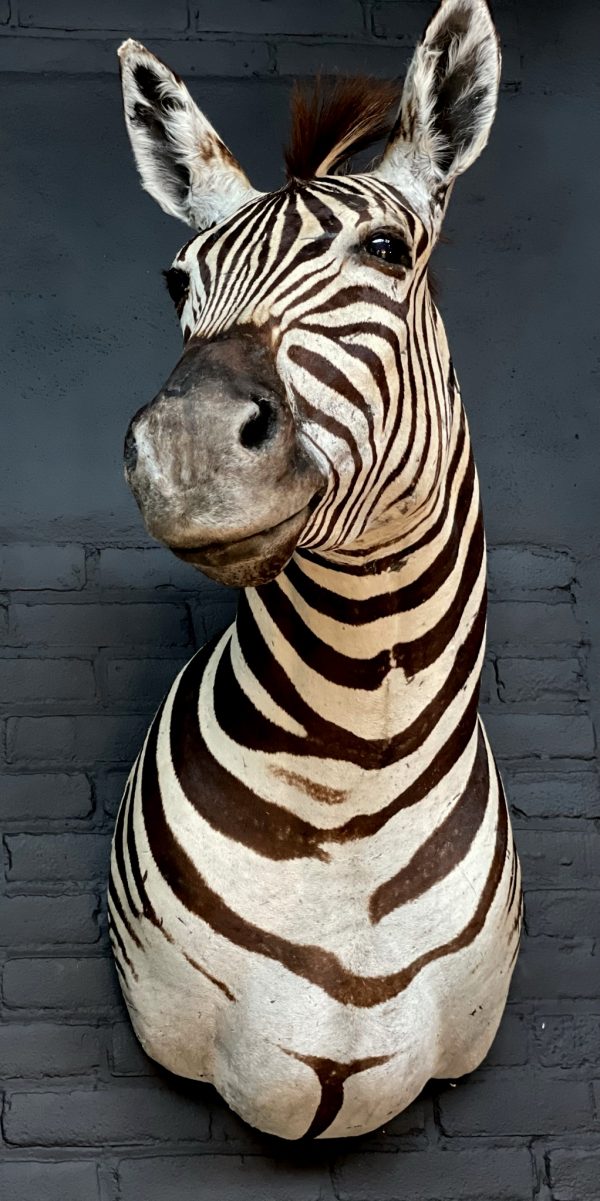 Opgezette zebrakop