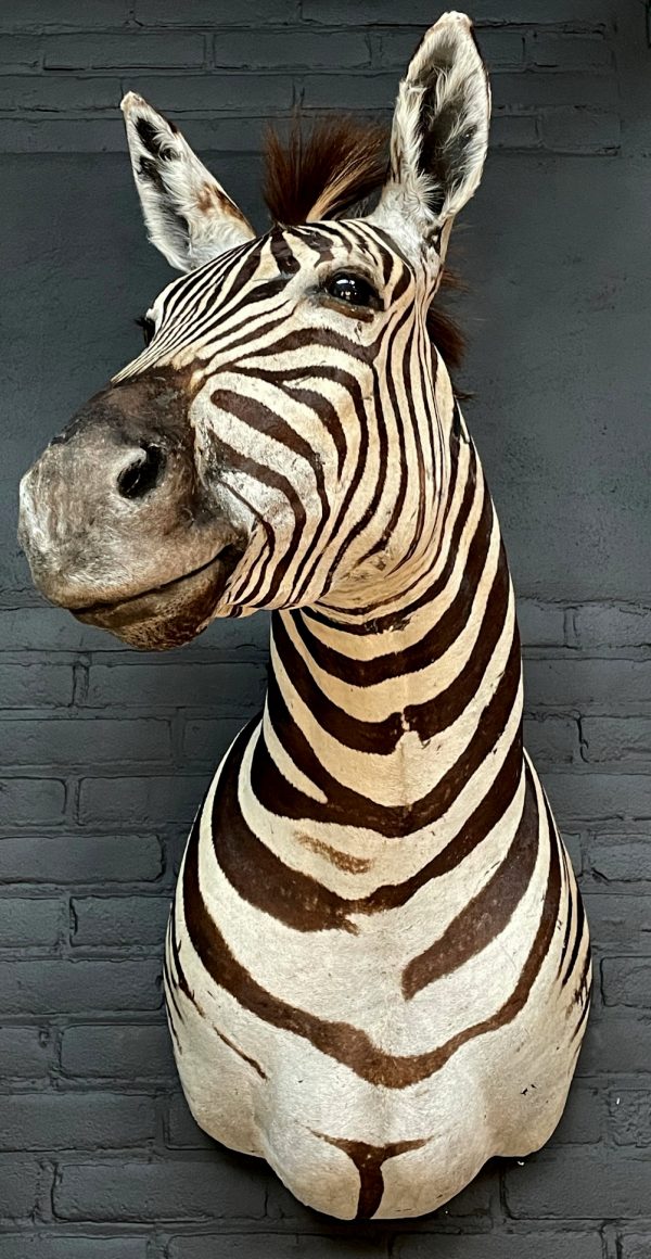 Opgezette zebrakop