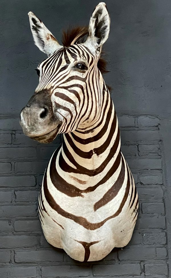 Opgezette zebrakop