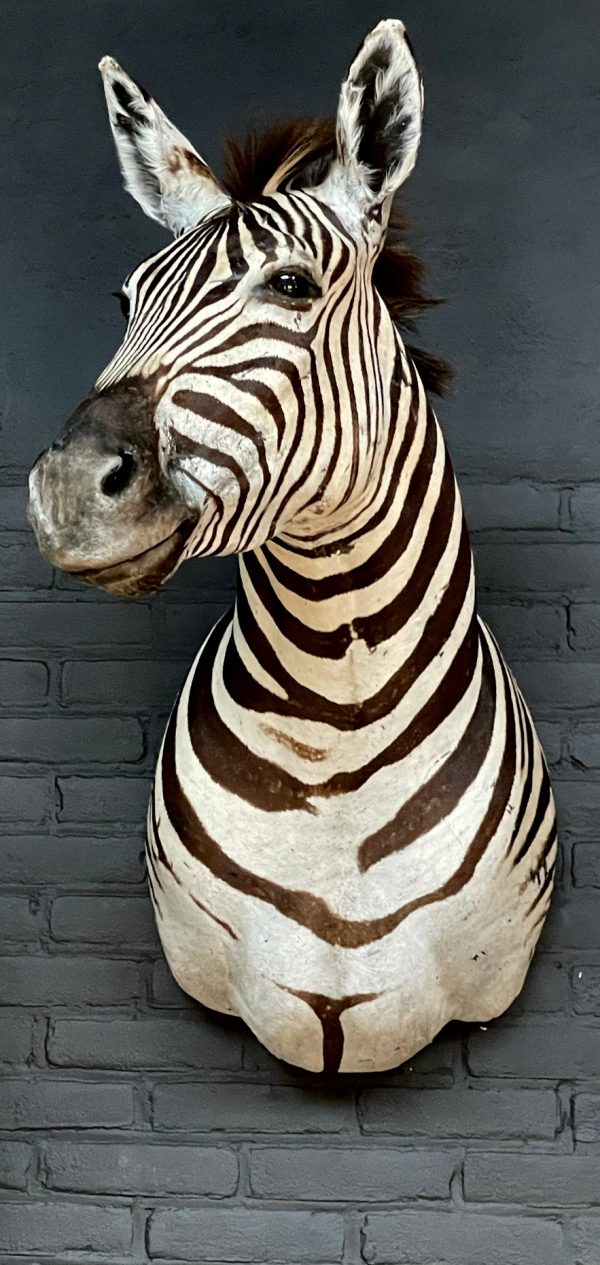 Opgezette zebrakop