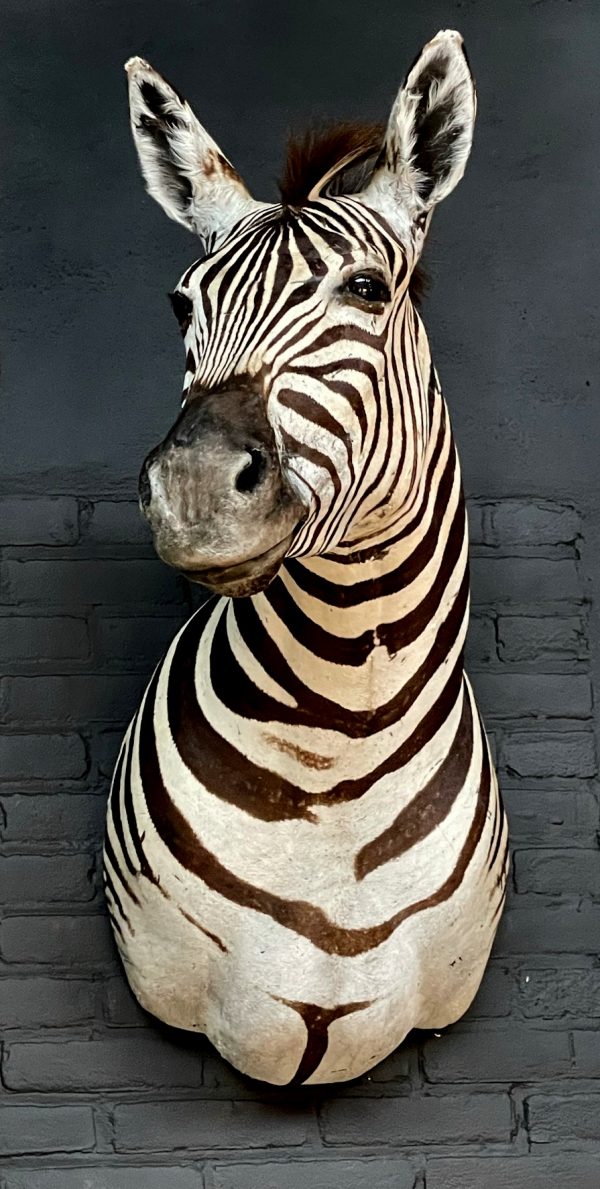 Opgezette zebrakop