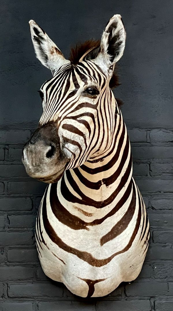 Opgezette zebrakop