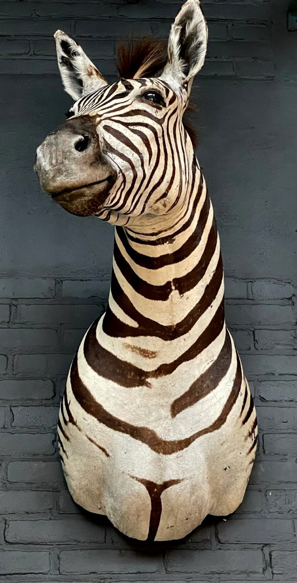 Opgezette zebrakop