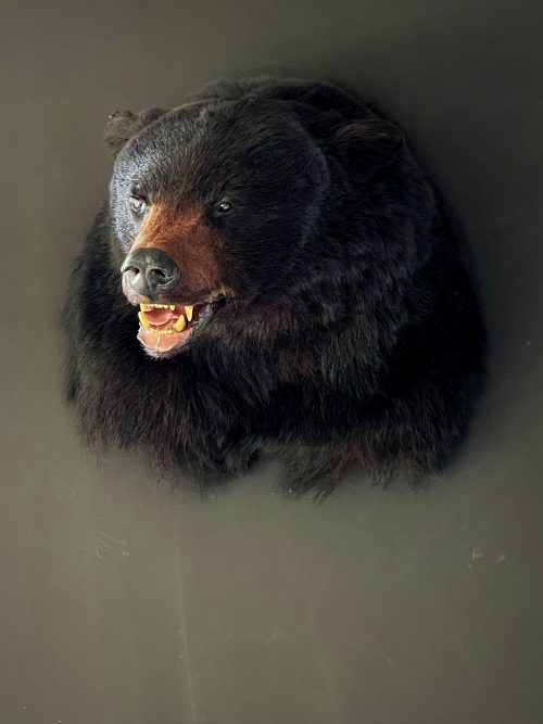 Kop van een zwarte beer