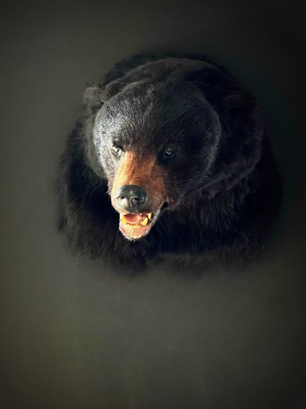 Kop van een zwarte beer