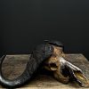 Gemetalliseerde schedel van een Kaapse buffel